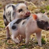 spotted piglets